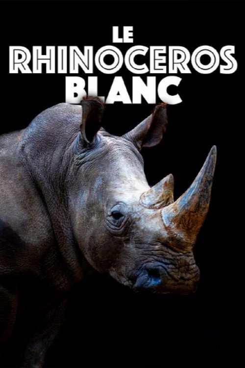 Le rhinoc&eacute;ros blanc