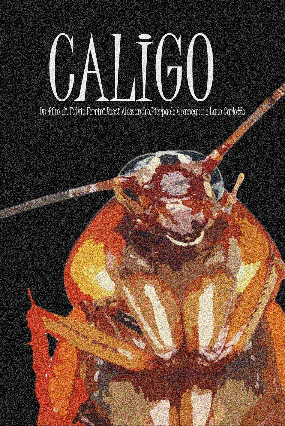 Caligo Caligo