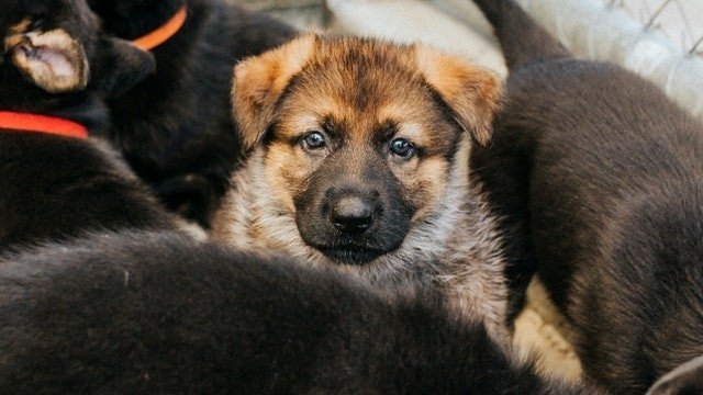 Dog Squad Puppy School