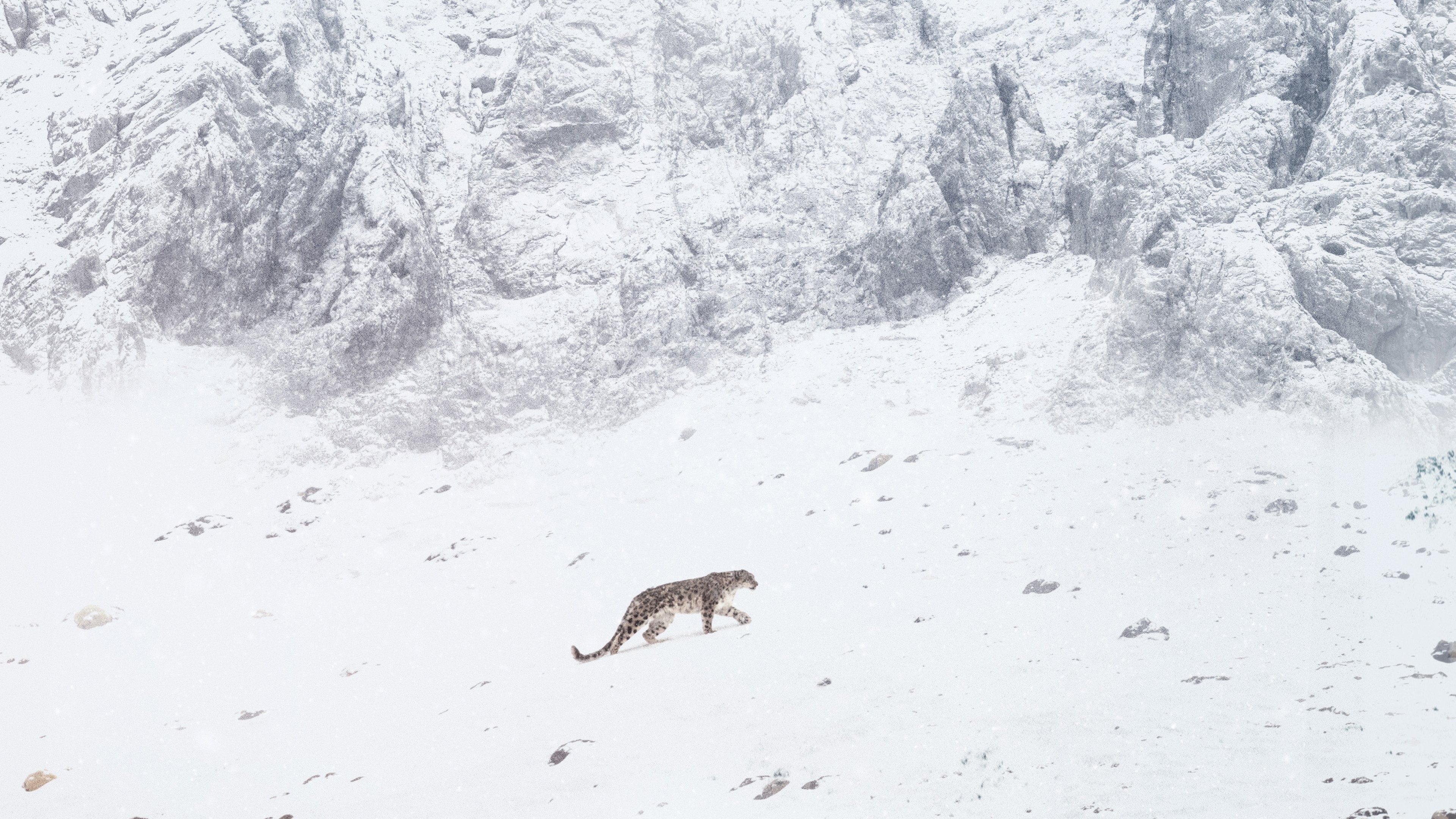 La Panthère des neiges