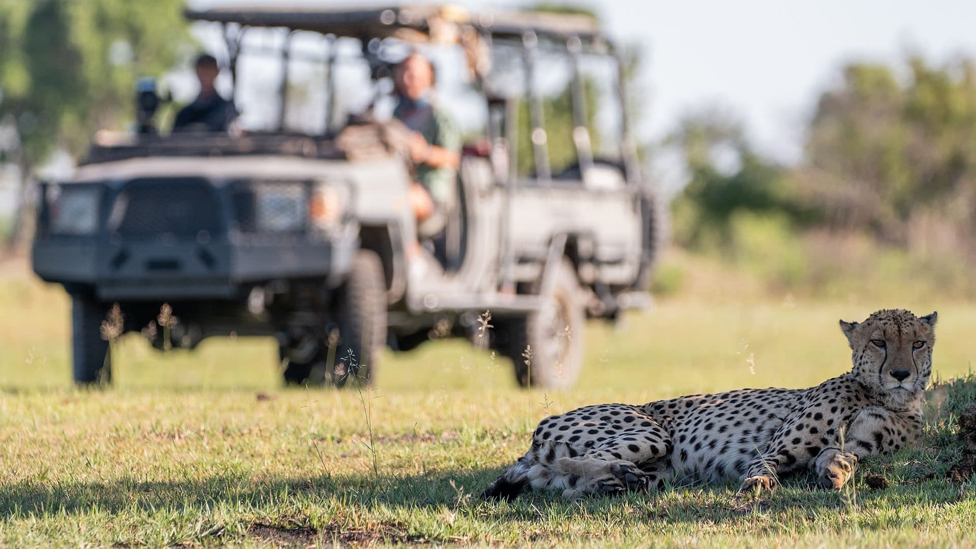 Big Cats 24/7