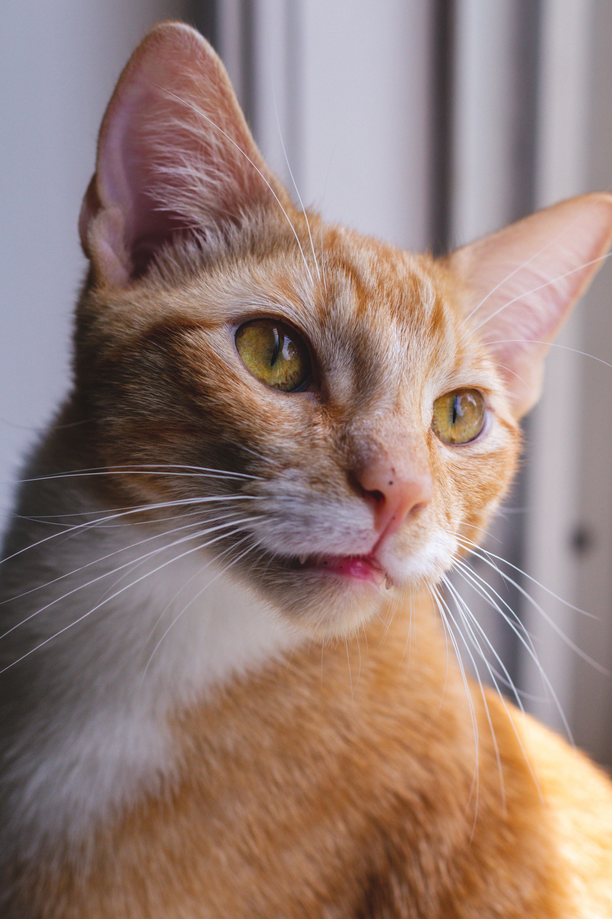 et billede af Major the Cat