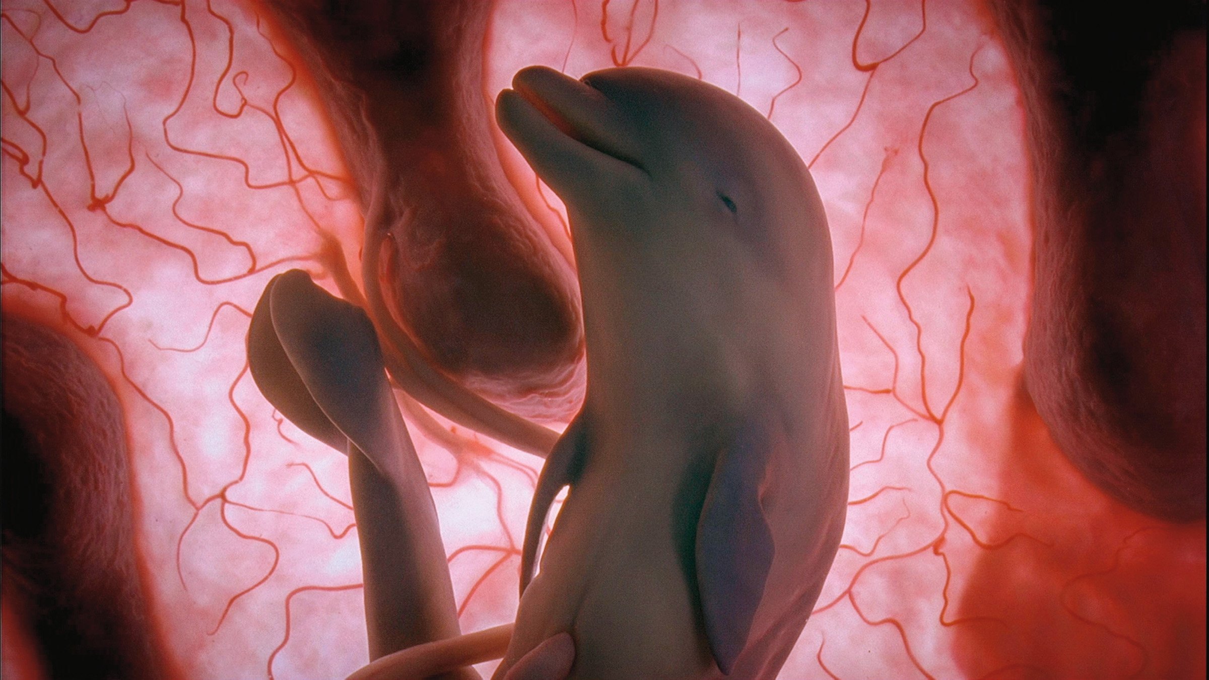 In The Womb: Animals (2006)