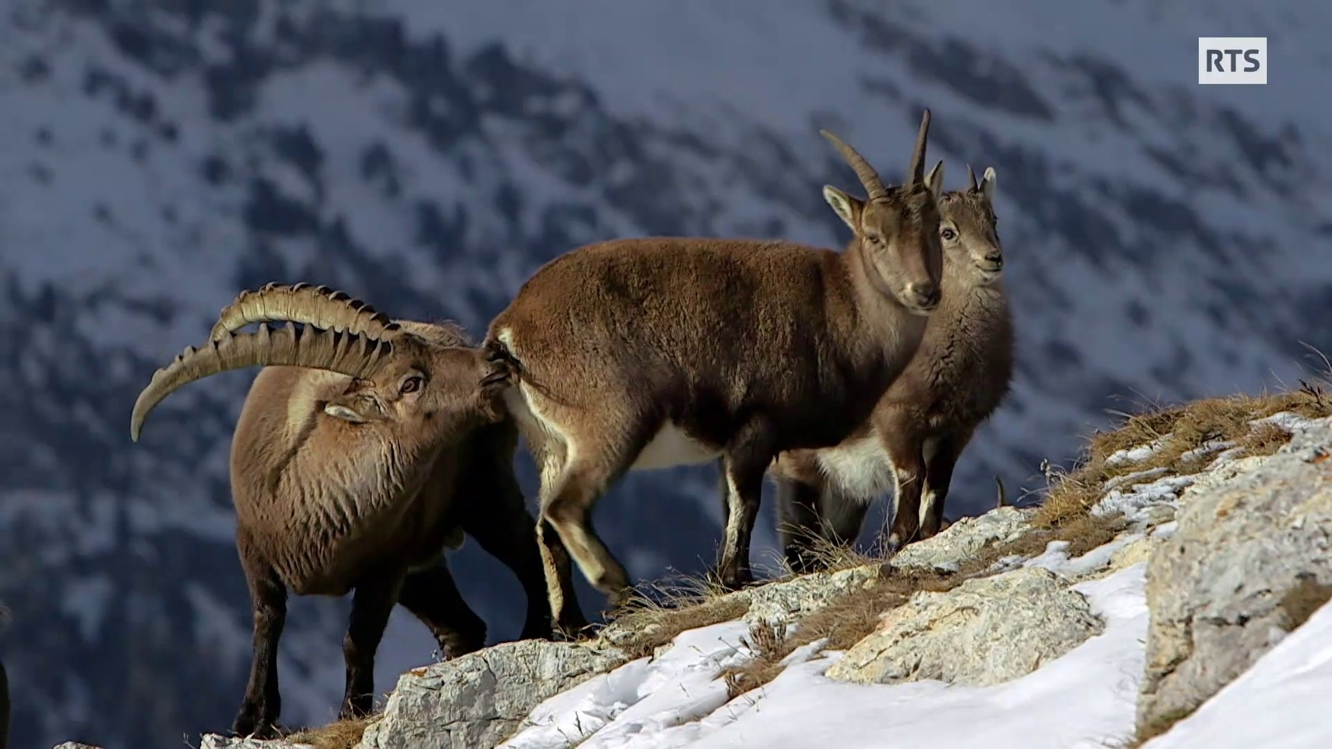 La Suisse sauvage - L'Hiver dans les Grisons