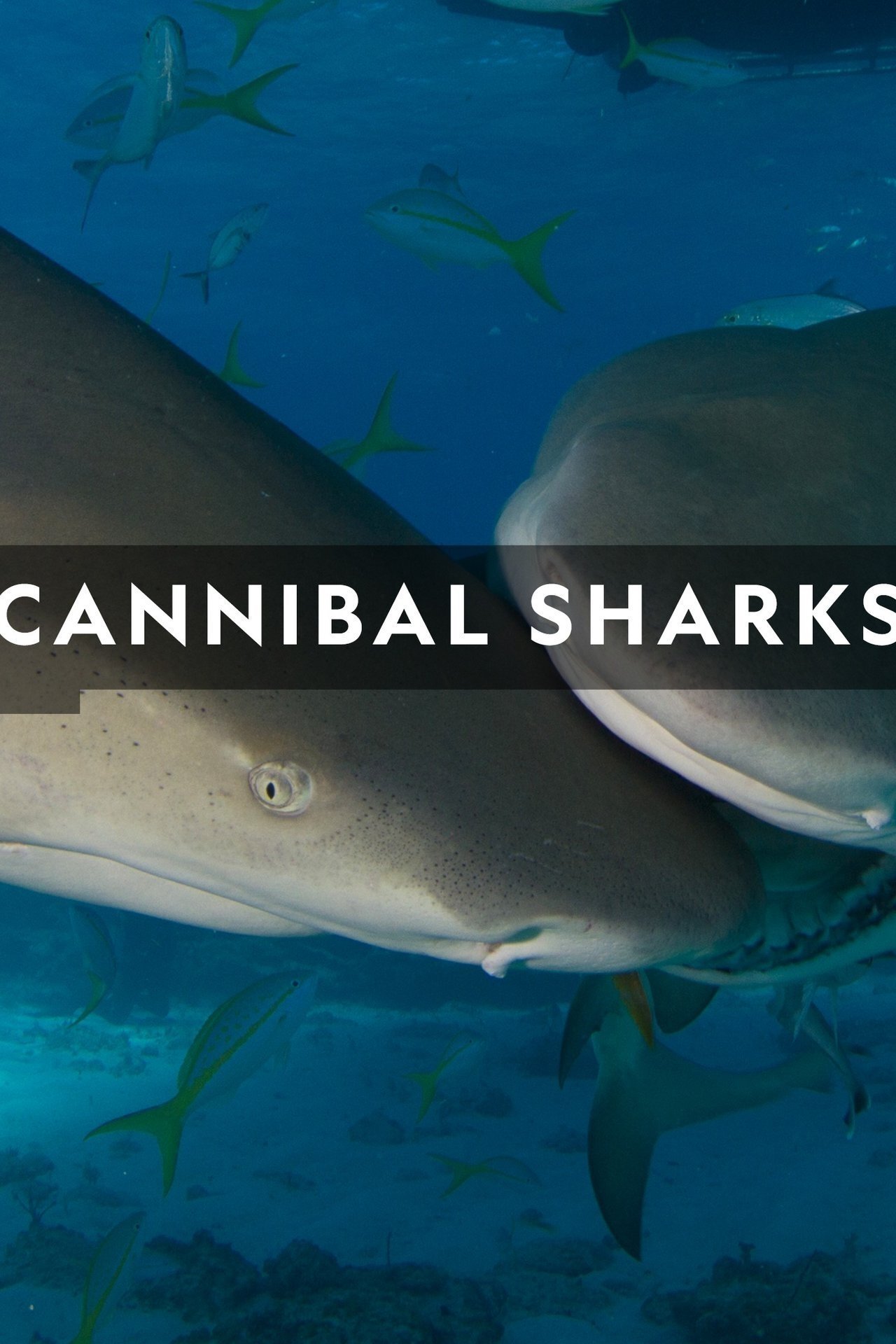 Cannibal Sharks