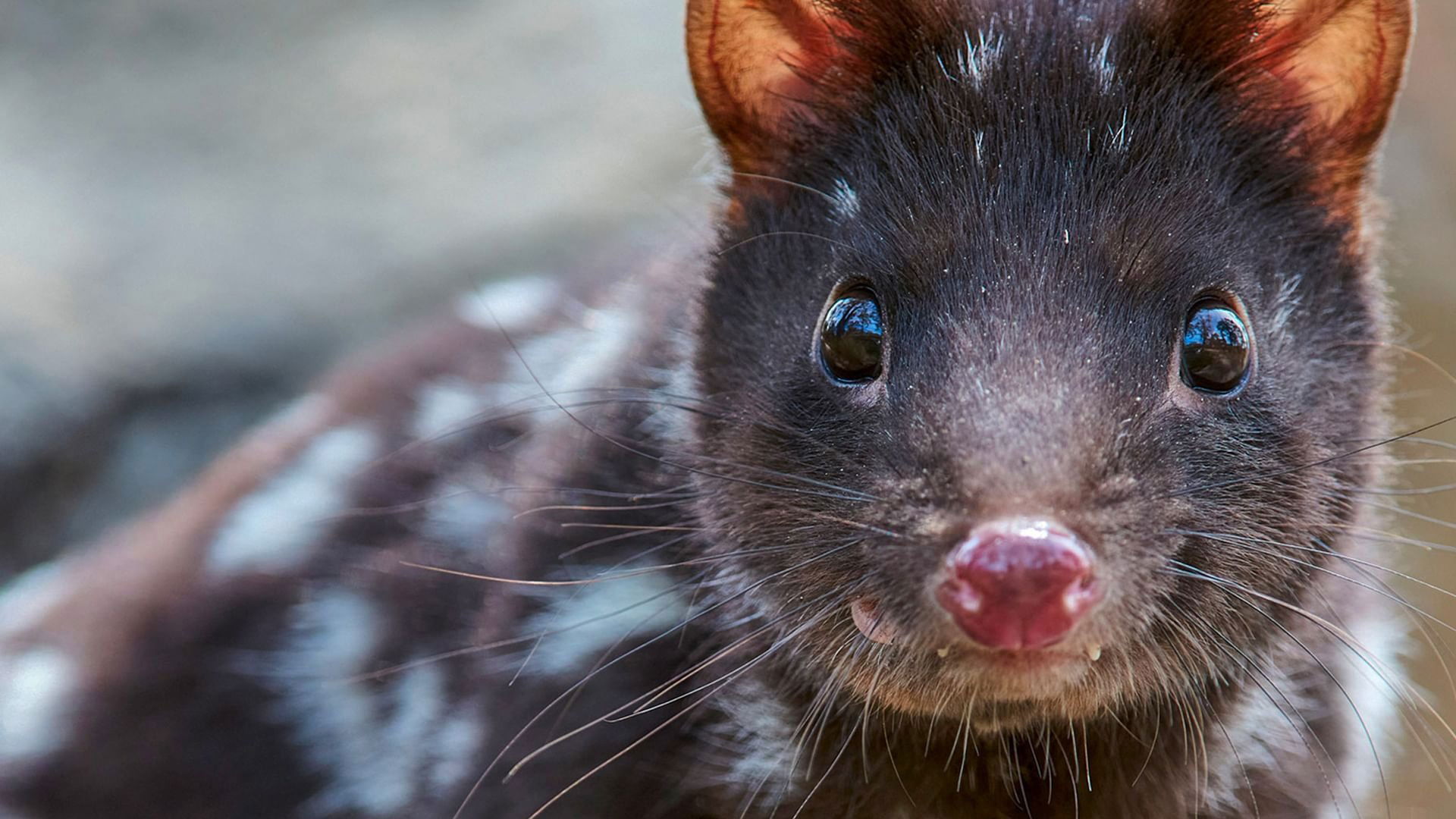 Quoll Farm