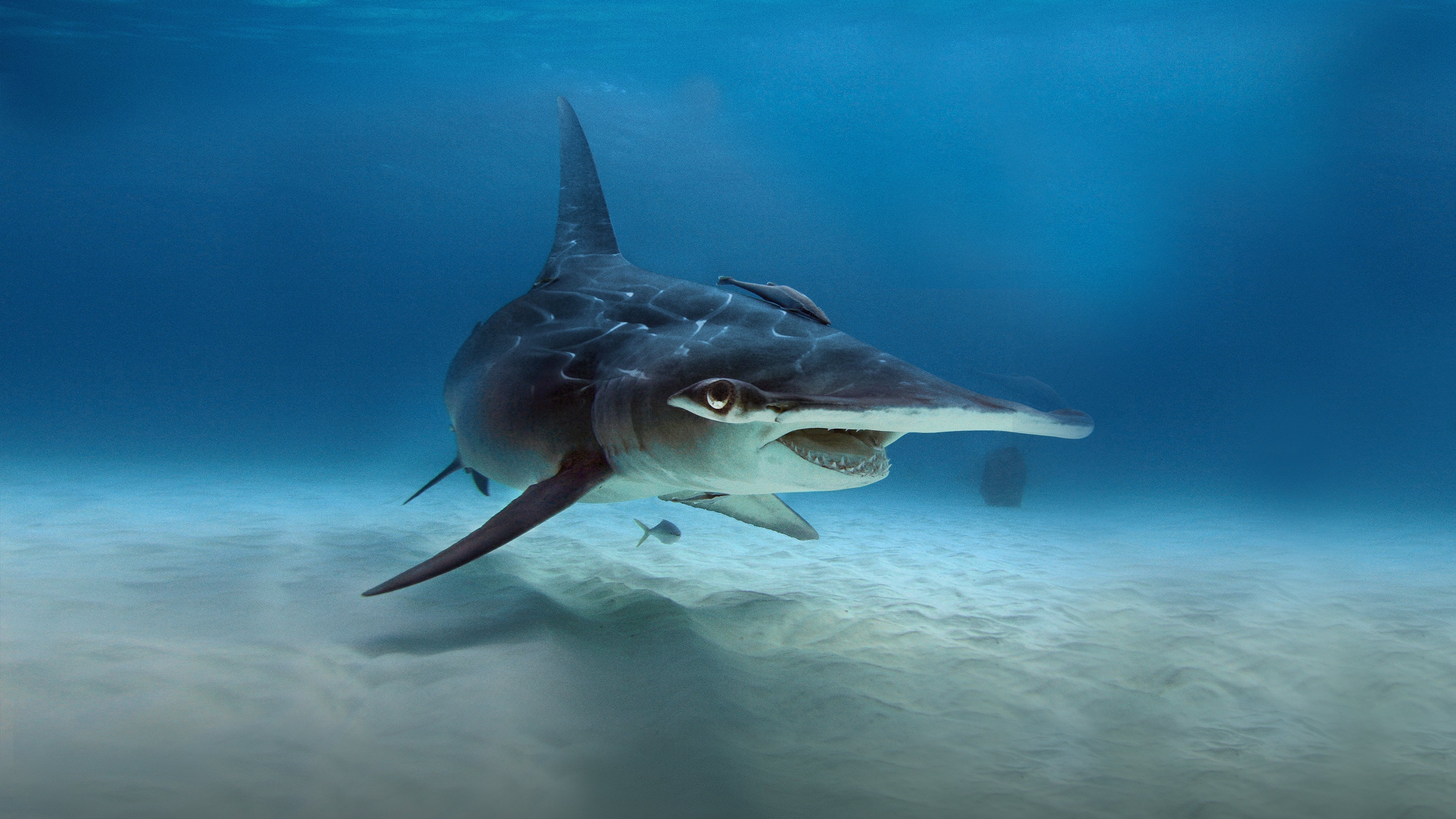 What the Shark? (2020)