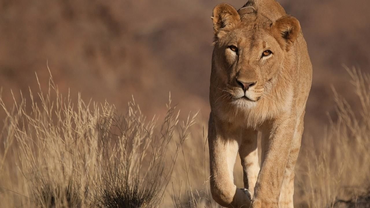 Vanishing Kings - Lions of the Namib poster