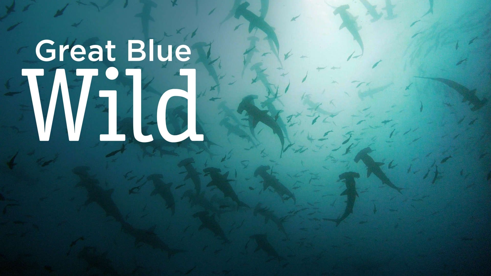 Great Blue Wild