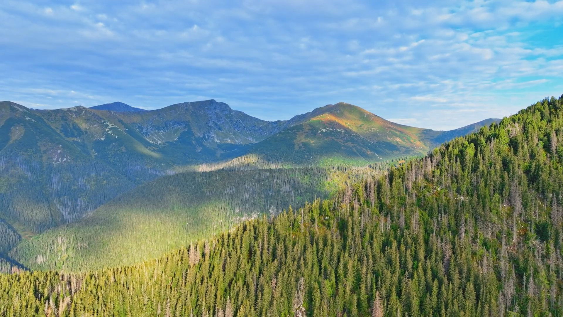 Disappearing World of the Capercaillie backdrop image