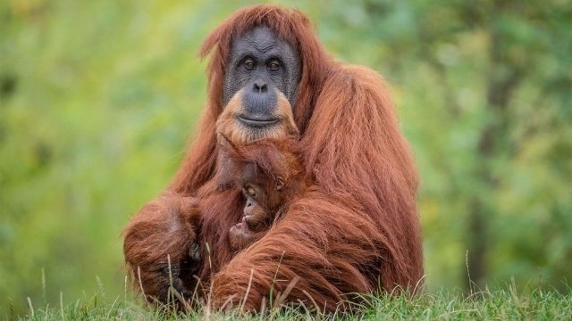 The Secret Life of the Zoo - Épisode 2