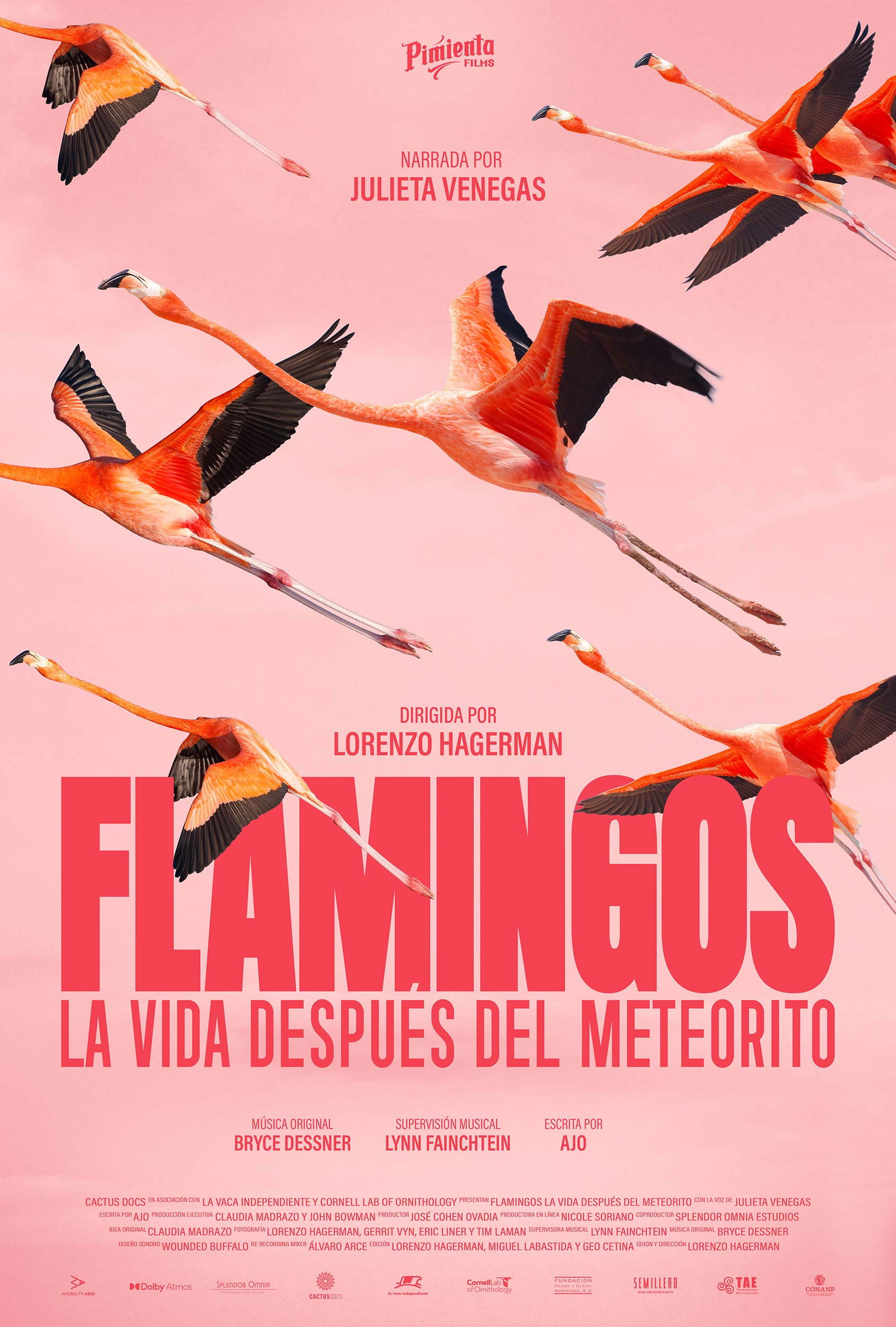 Plakat, der markedsfører Flamingos