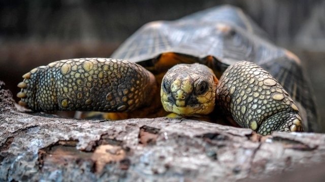 The Secret Life of the Zoo