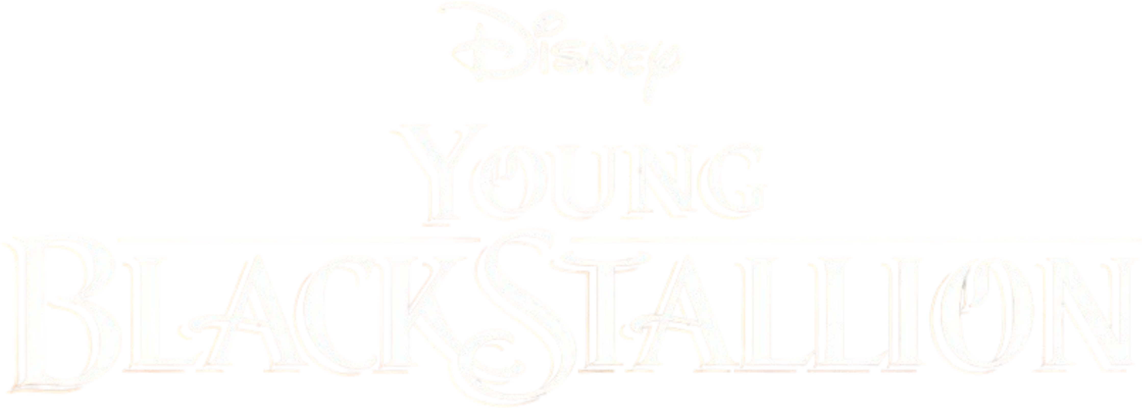 Young Black Stallion