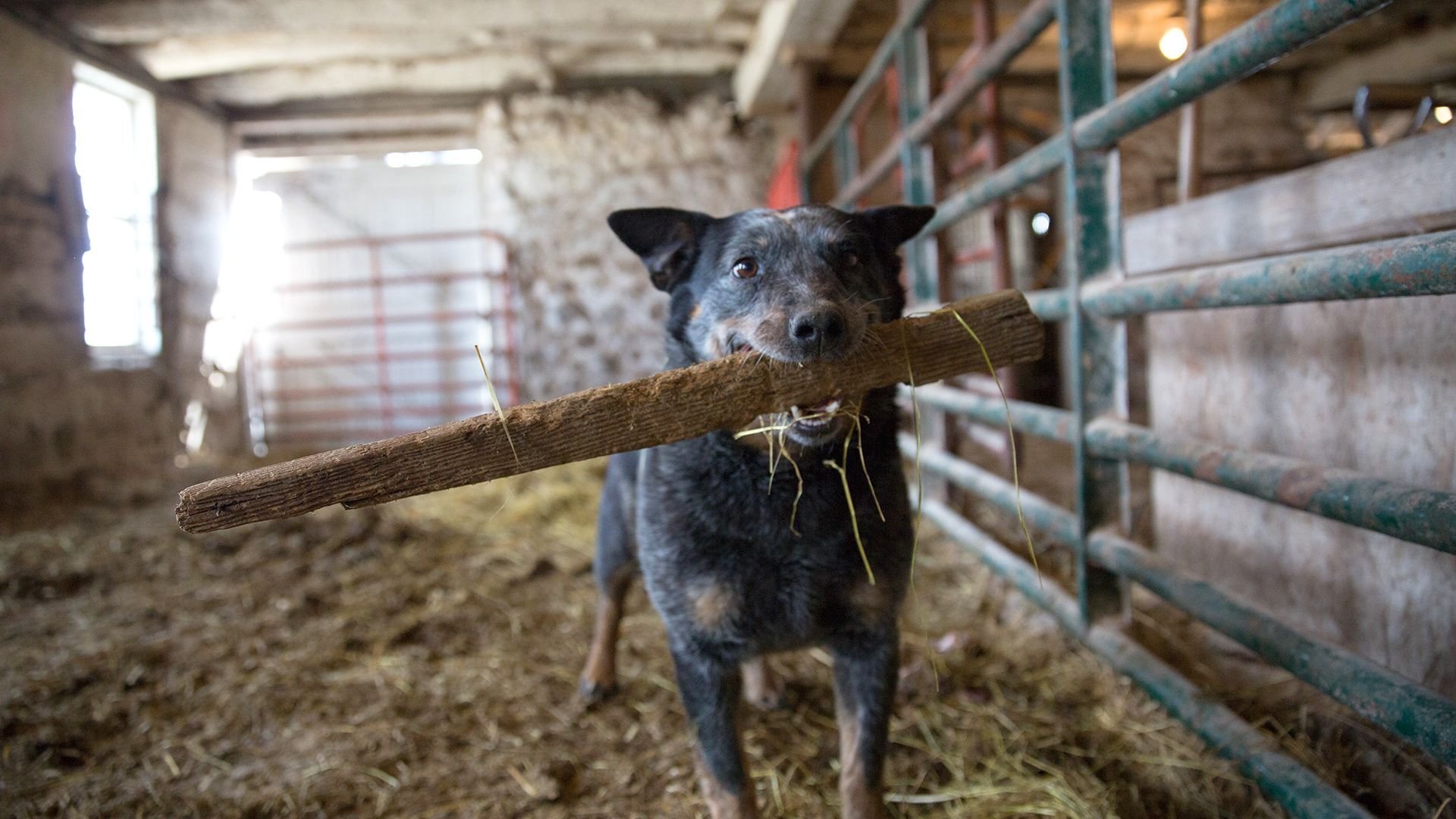 The Incredible Dr. Pol