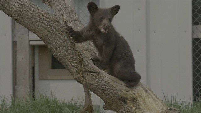 Thumbnail for Becoming a Bear Season 1 Episode 3