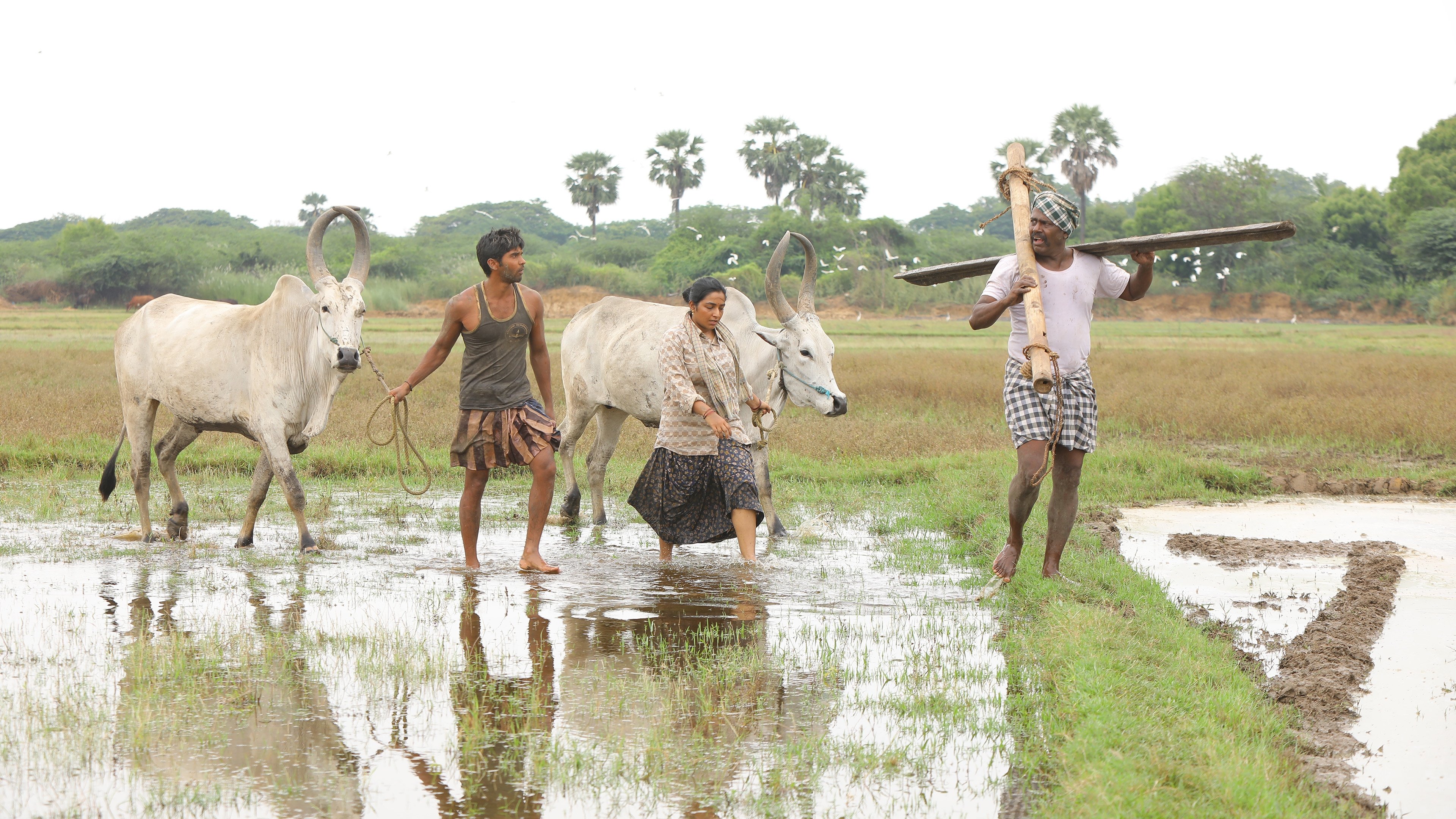பைசன் காளமாடன் (2025)