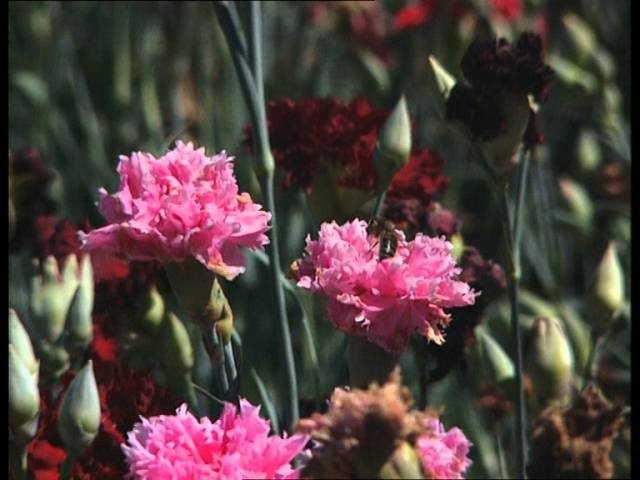 C'est pas sorcier - Pas de saison pour les fleurs