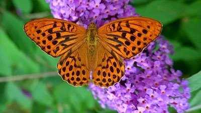 Les Secrets des fleurs sauvages - La conquête des villes