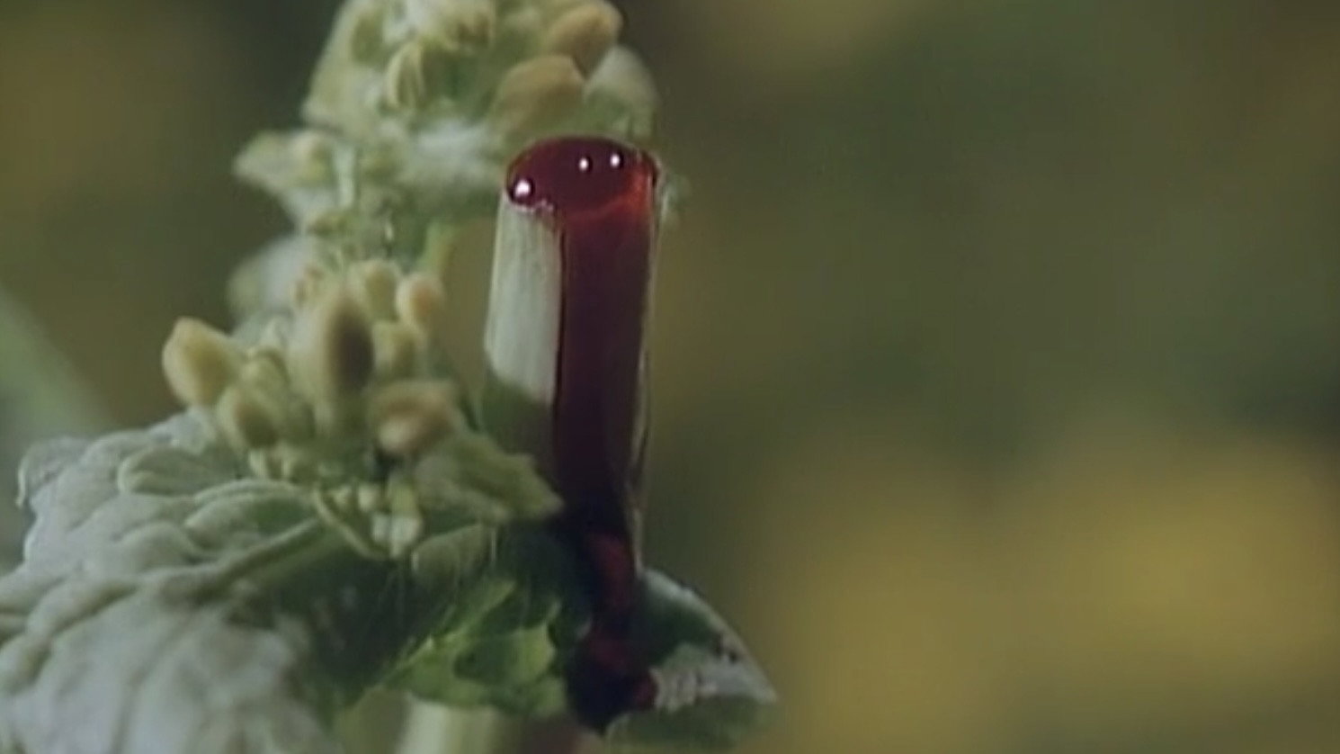 Chikan Densha: Abunai Futomomo