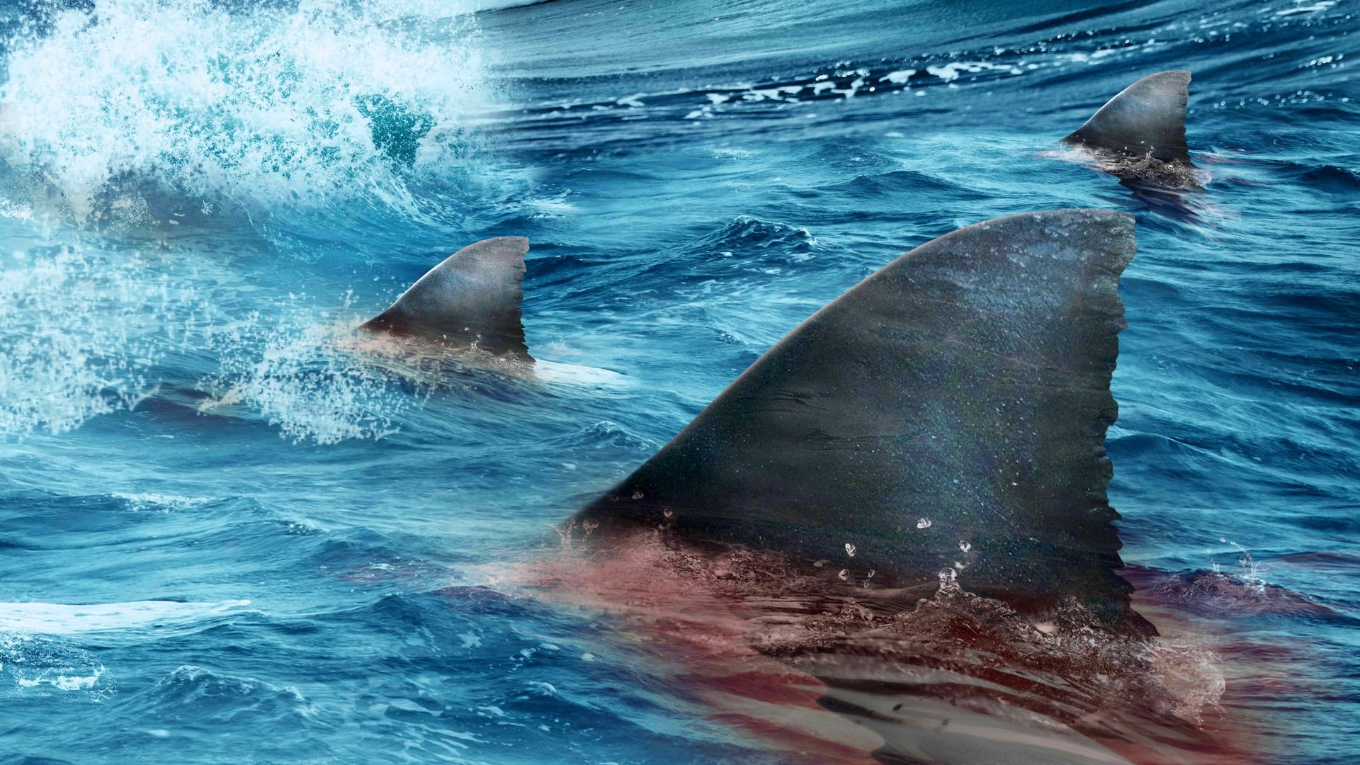 Žraločí invaze (2012)