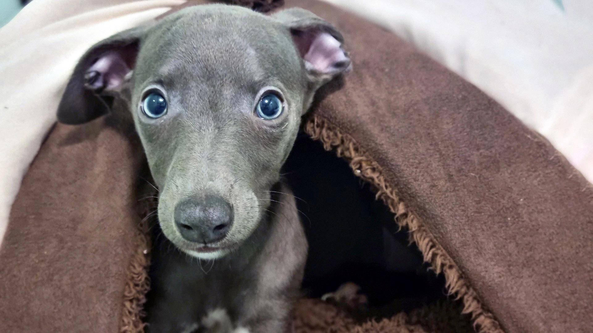 Paul O'Grady, pour l'amour des chiens - Épisode 8