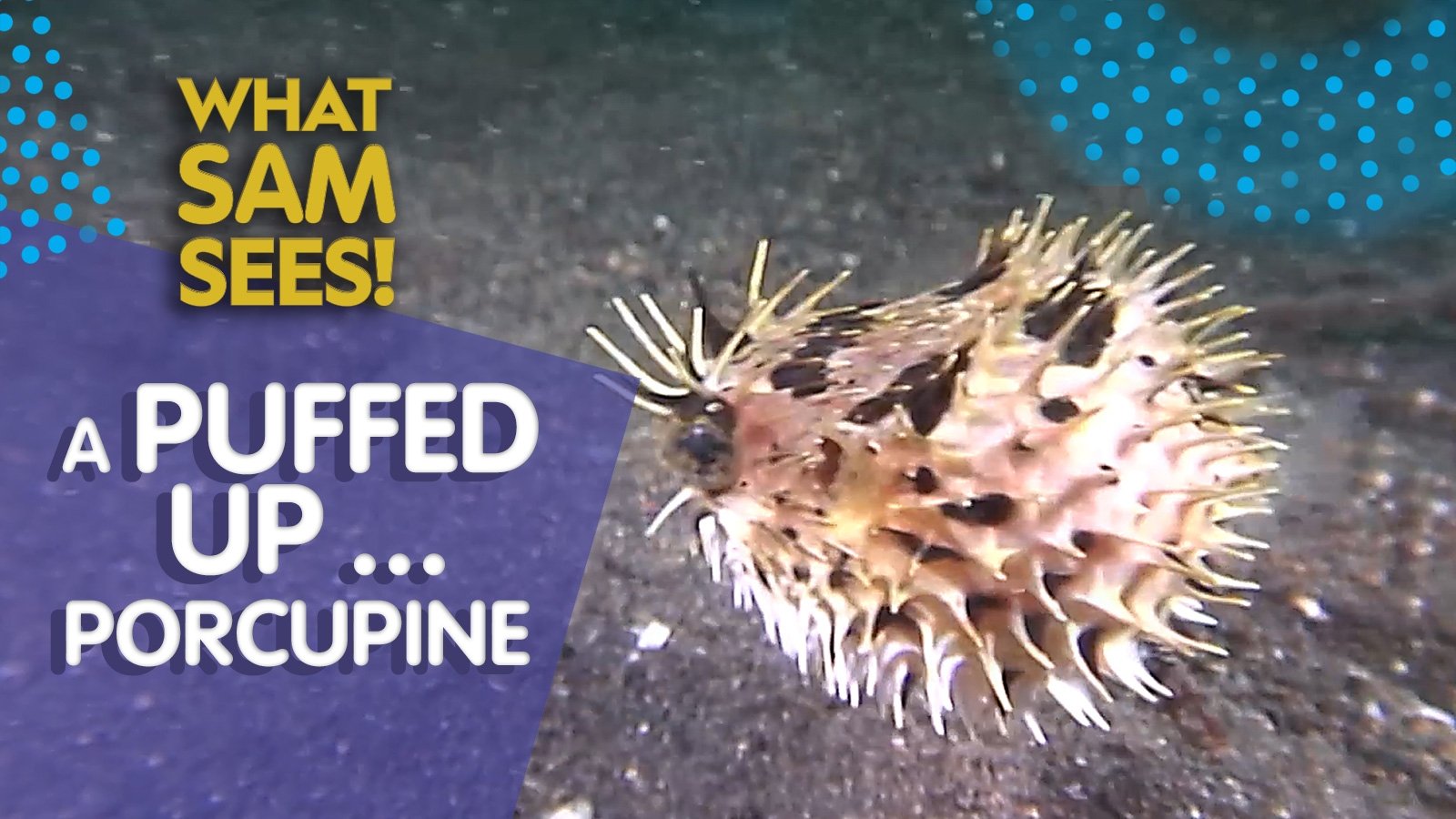 Thumbnail for A Puffed Up... Porcupine Season 1 Episode 5