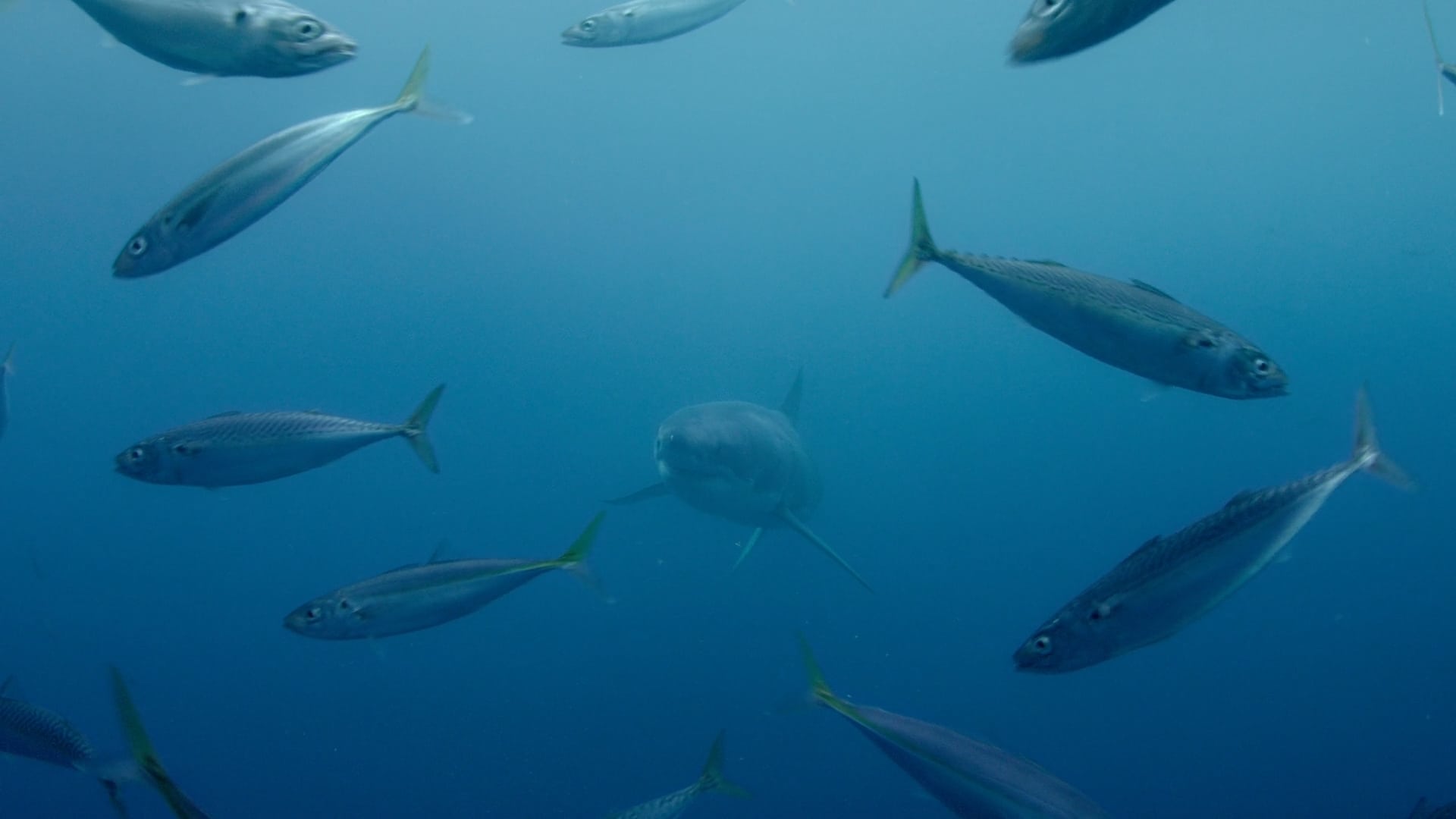 Sharkwater: Die Ausrottung