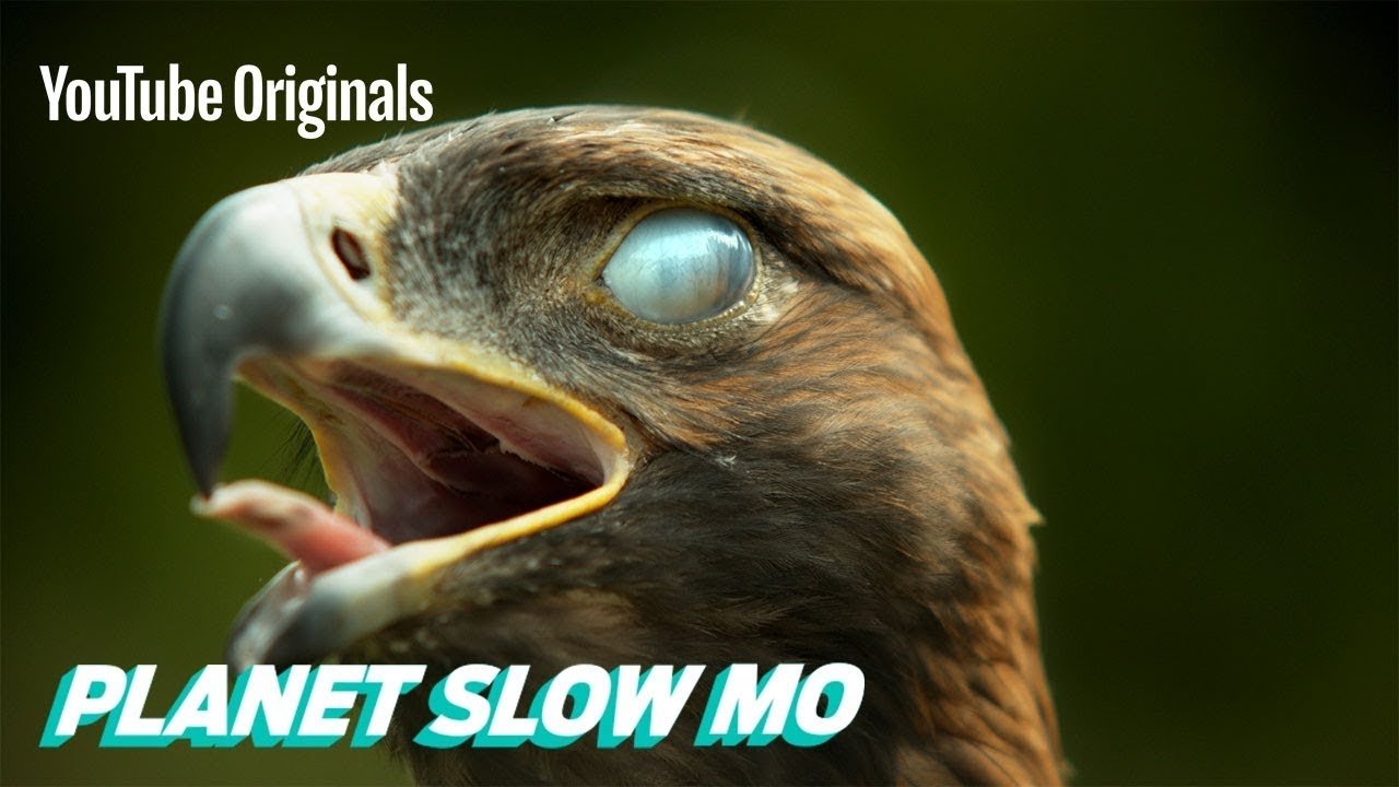 Thumbnail for Super Slow Motion Birds Season 1 Episode 9