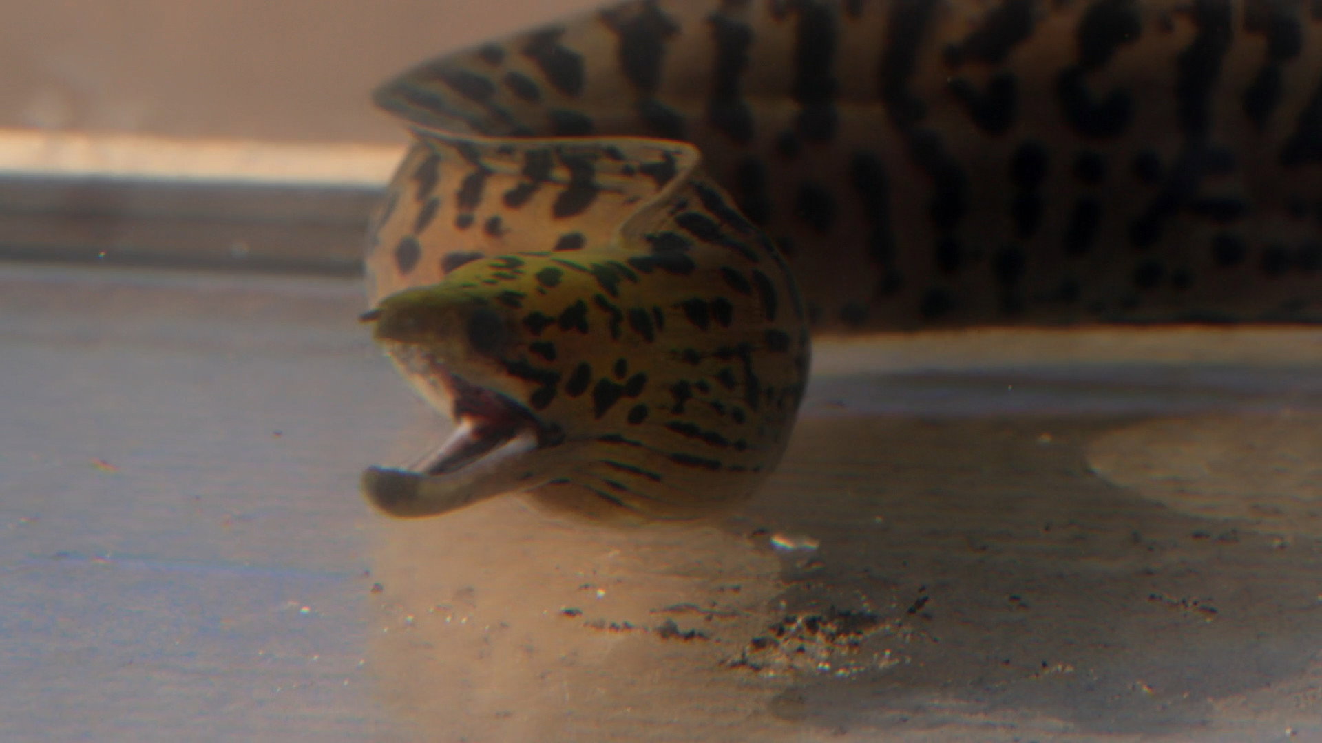 Kings of Pain S02E08 backdrop