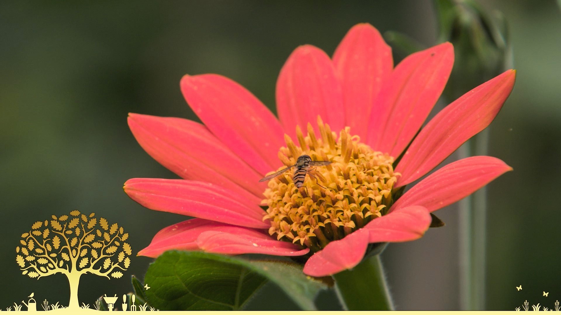 Gardeners' World 54x20