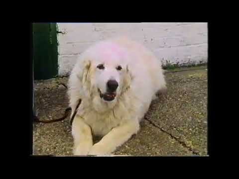Training Dogs the Woodhouse Way - Épisode 6