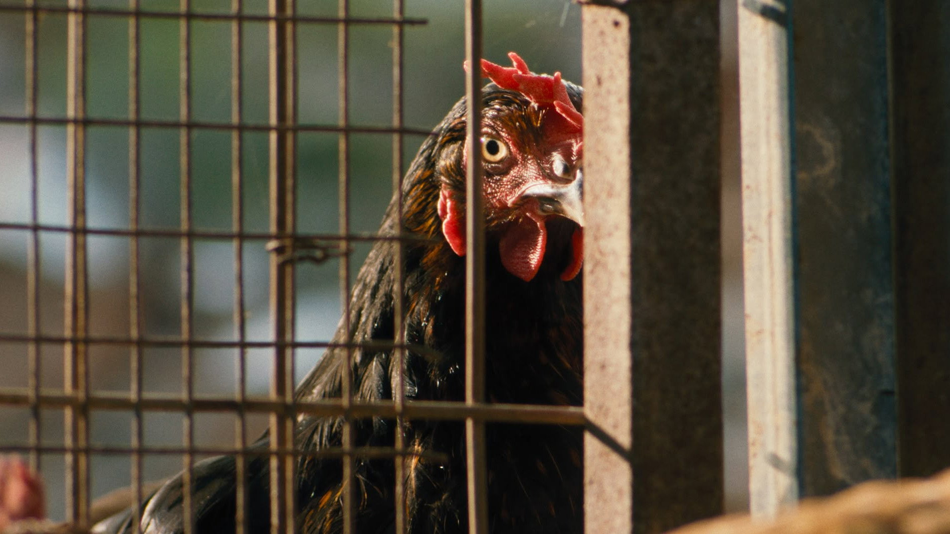 Hen (2026) — still 2