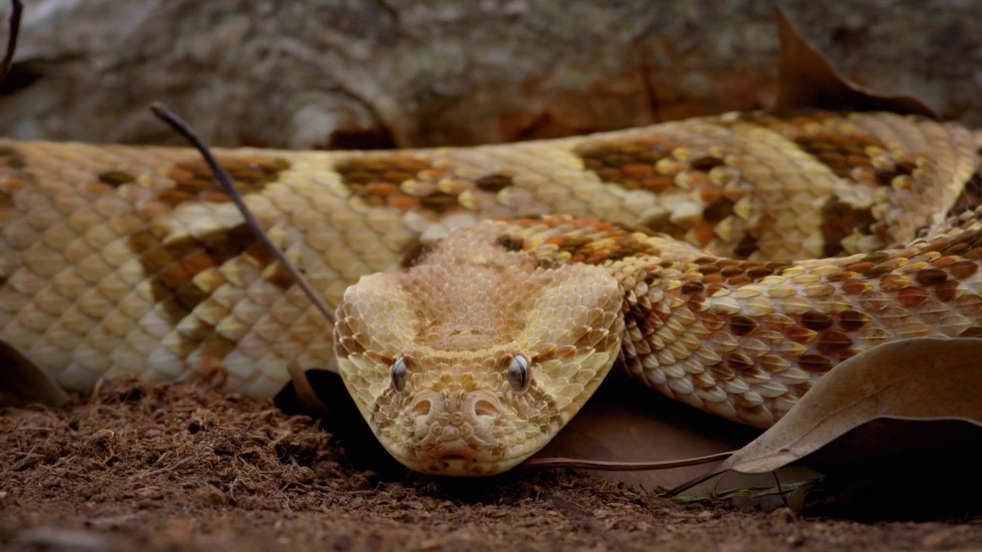 World's Most Toxic Animals Season 1 :Episode 1  Deserts & Oceans