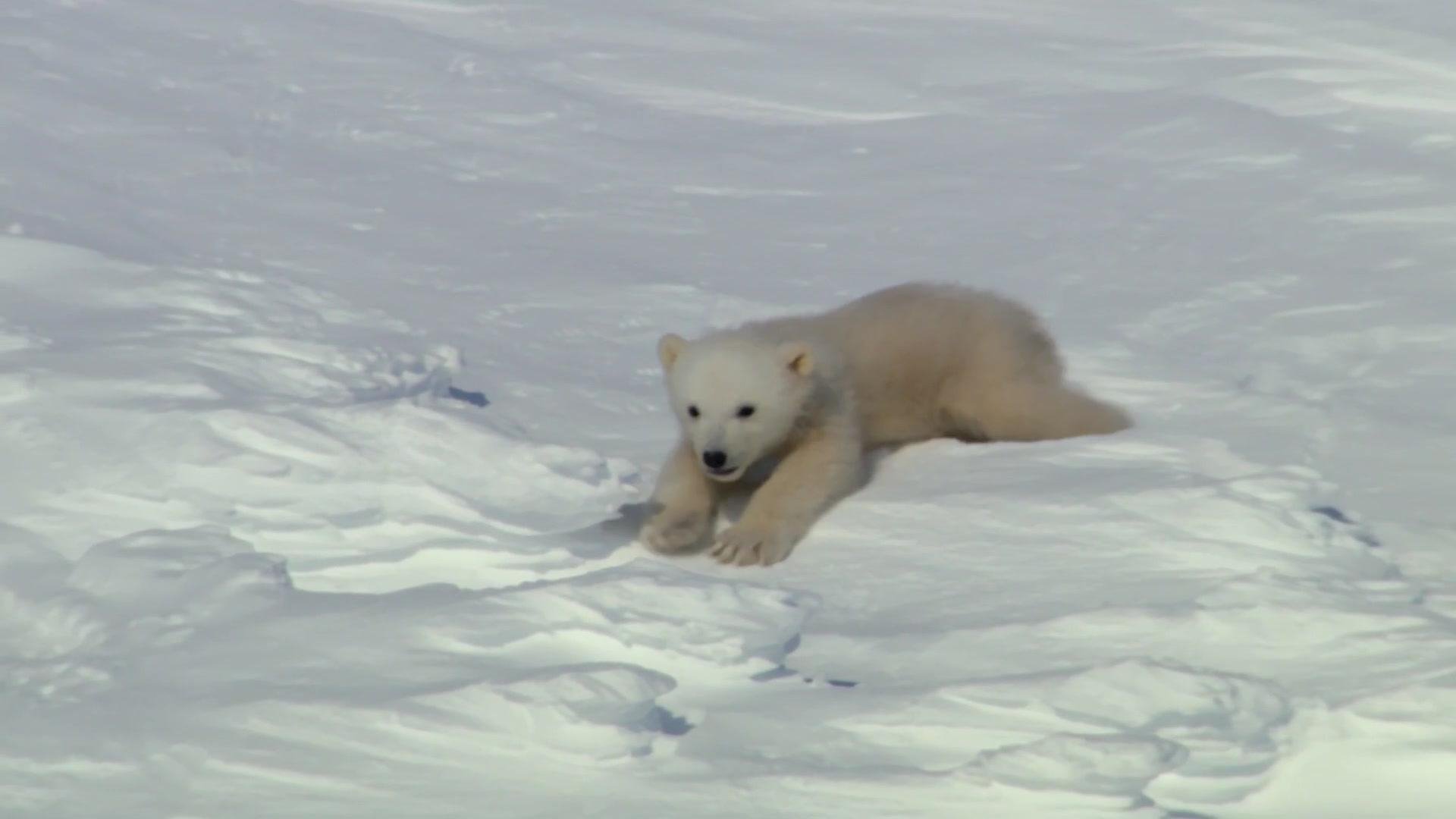 Super Cute Animals