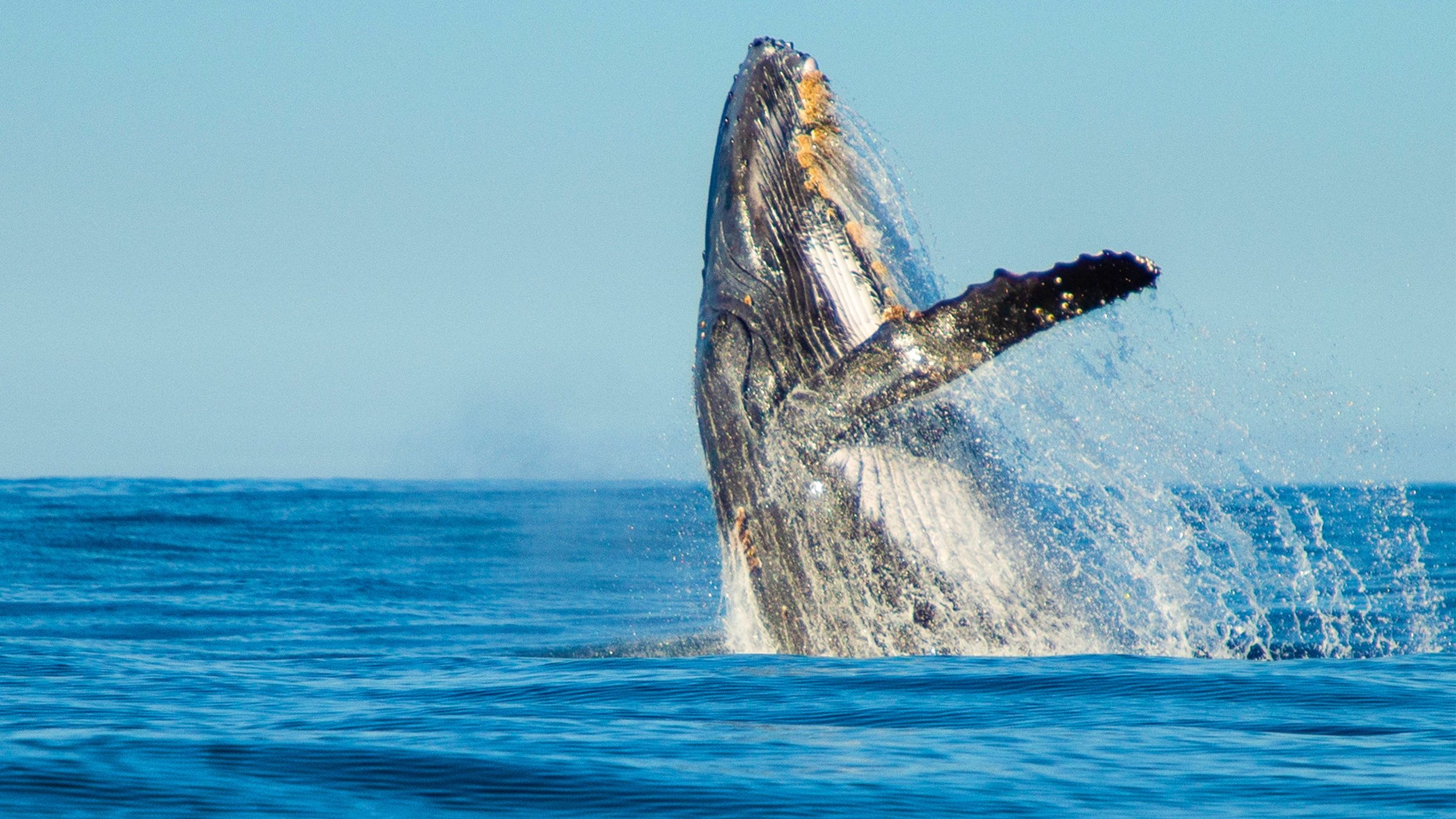 Shark Vs. Whale (2020) - Backdrops — The Movie Database (TMDB)