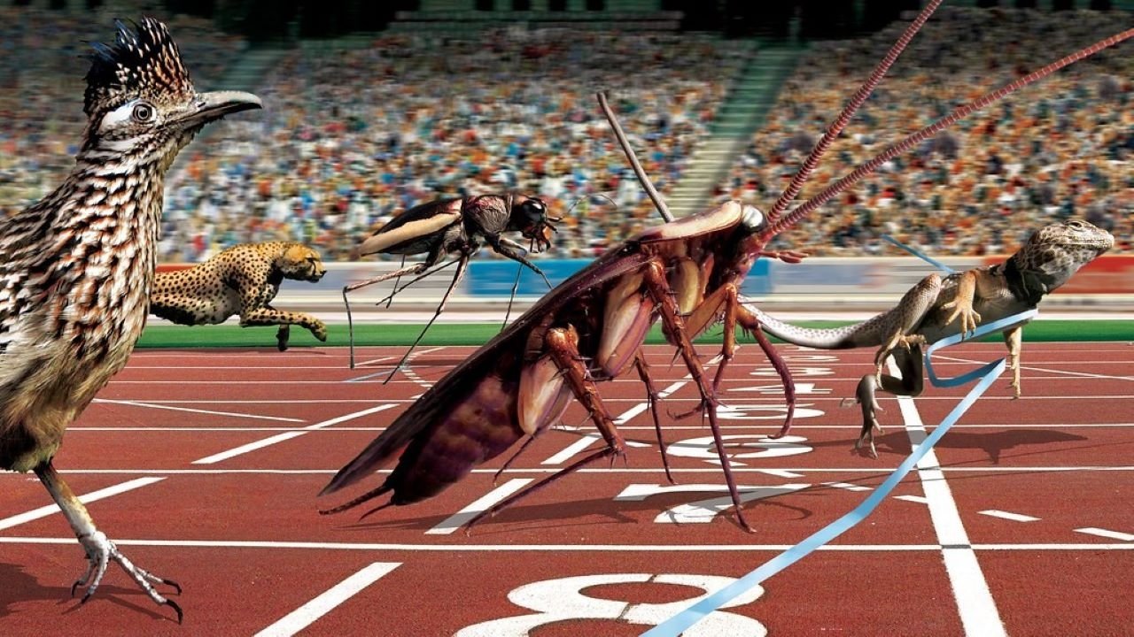 Animal Games (2004)