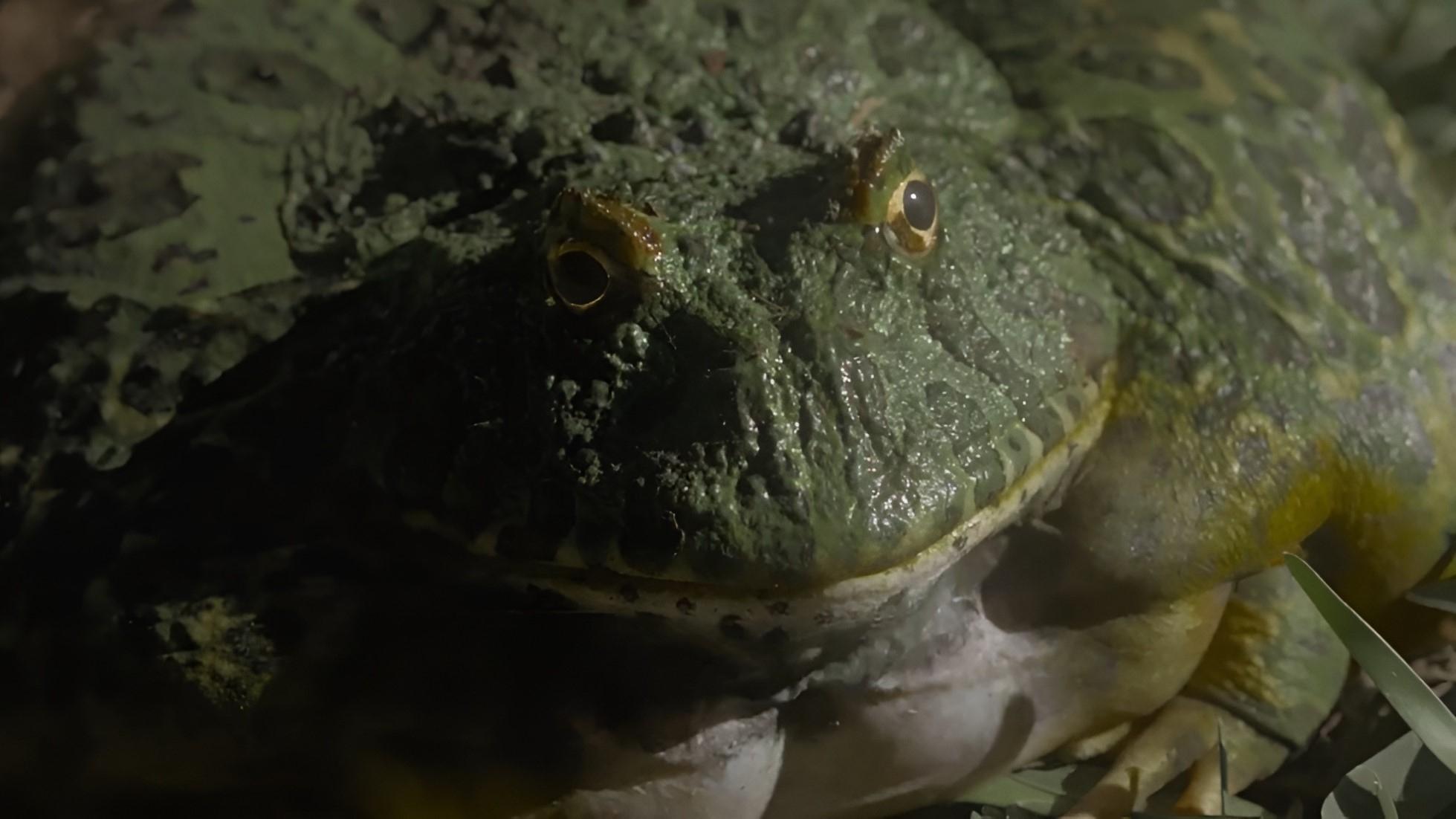 The Horned Frog (2023)