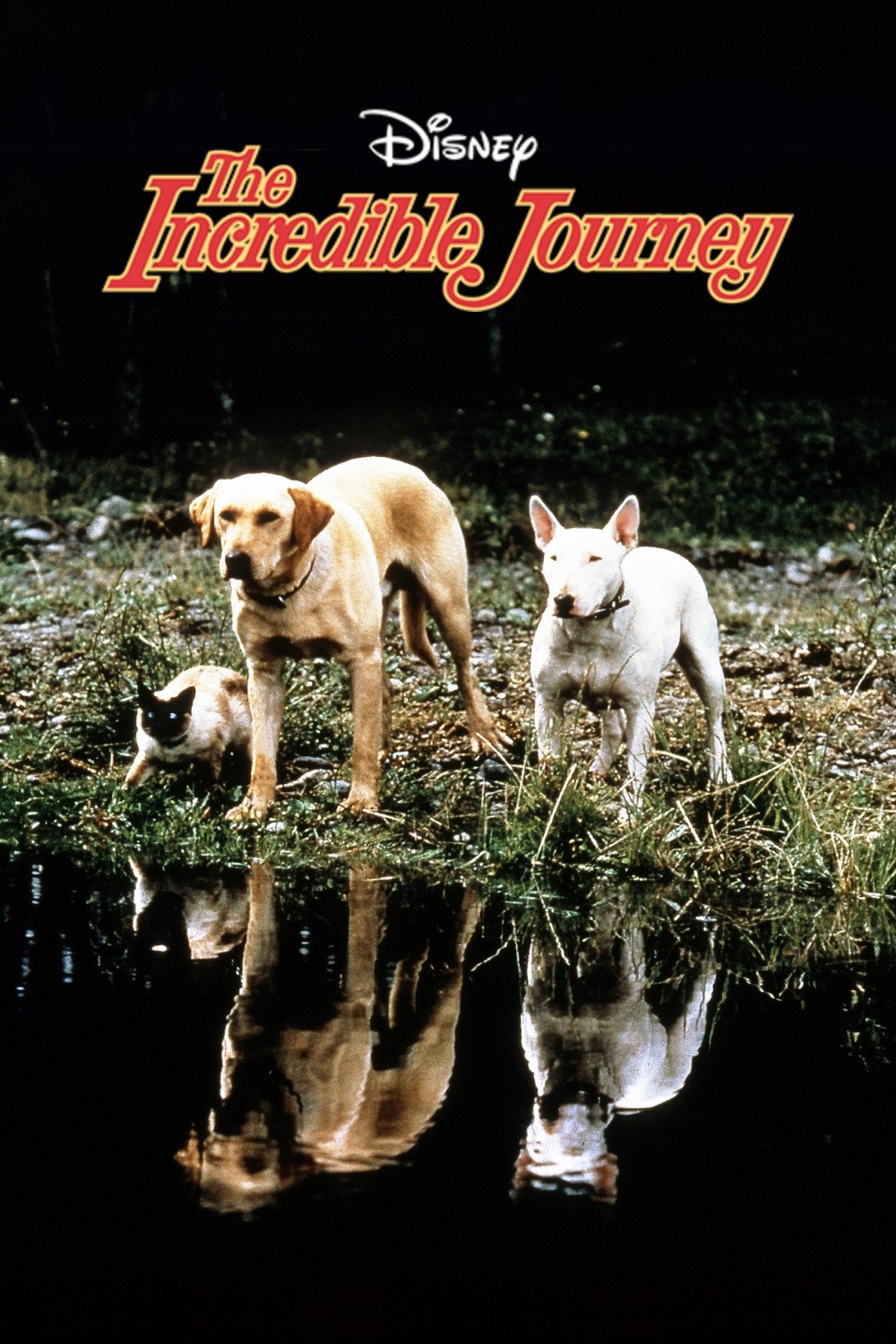 The Incredible Journey