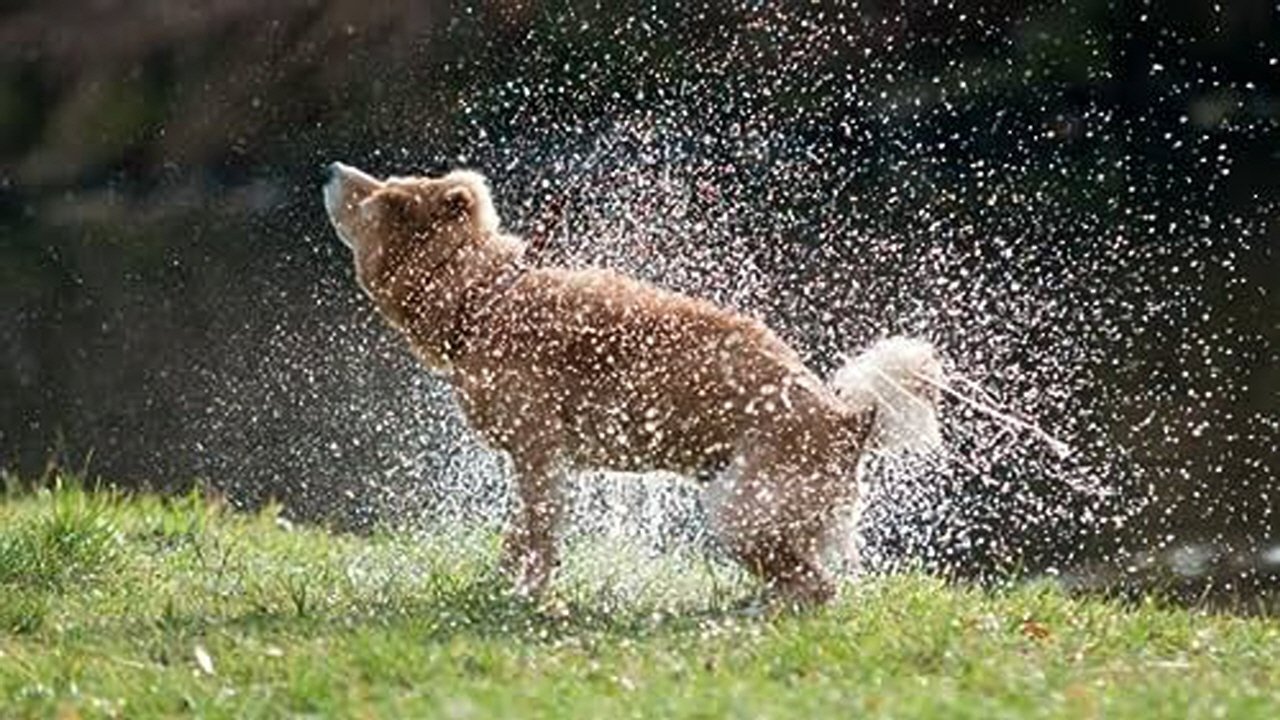 How Do Animals Do That?
