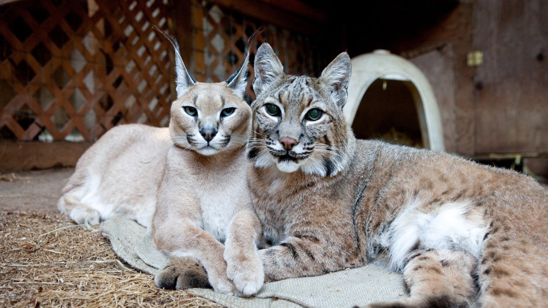 Thumbnail for Hello Kitty Season 1 Episode 1