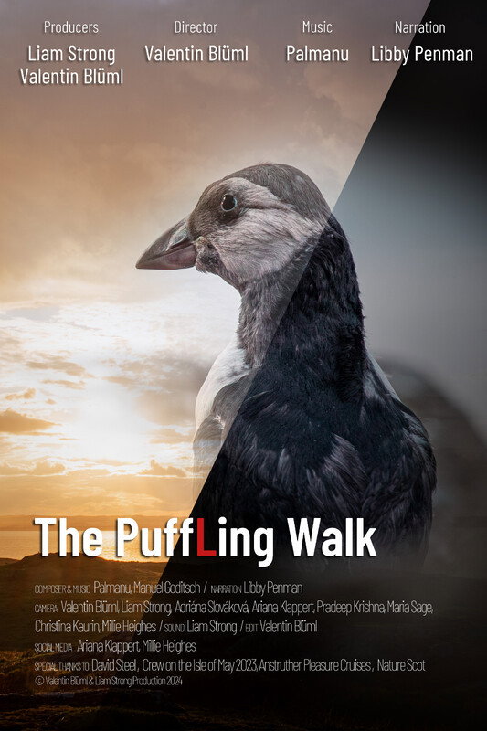 Poster for The Puffling Walk