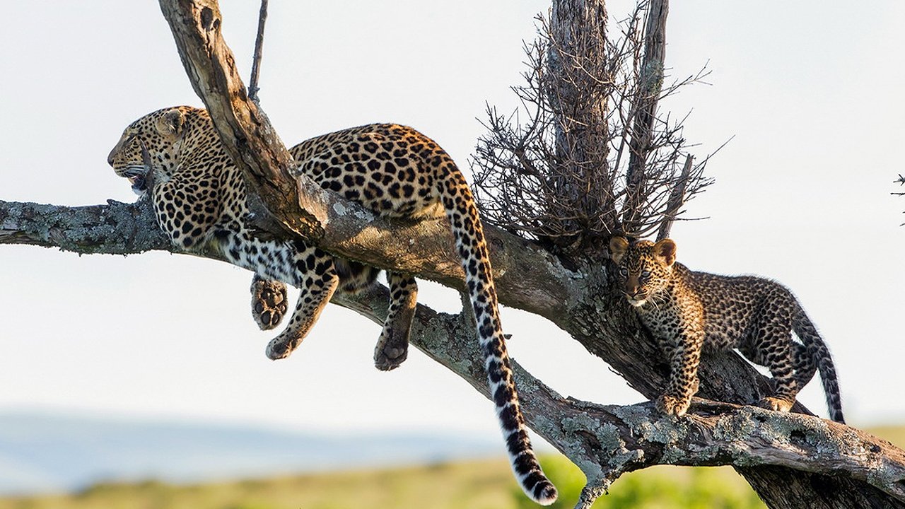 The Leopardess (2020)