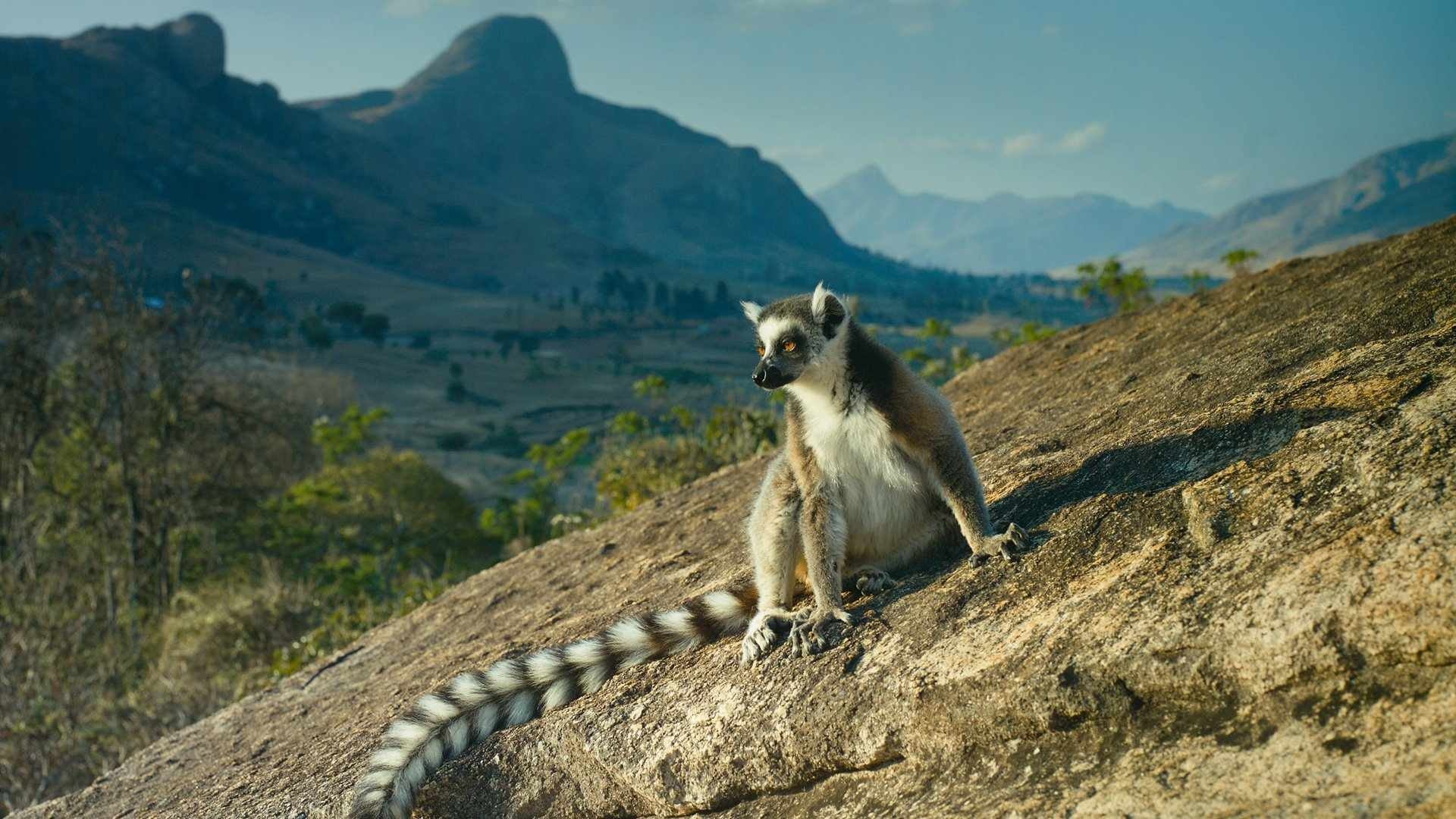 A makik szigete: Madagaszkár