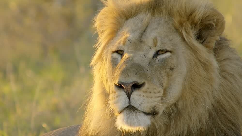 Africa's Wild Horizons - Épisode 5