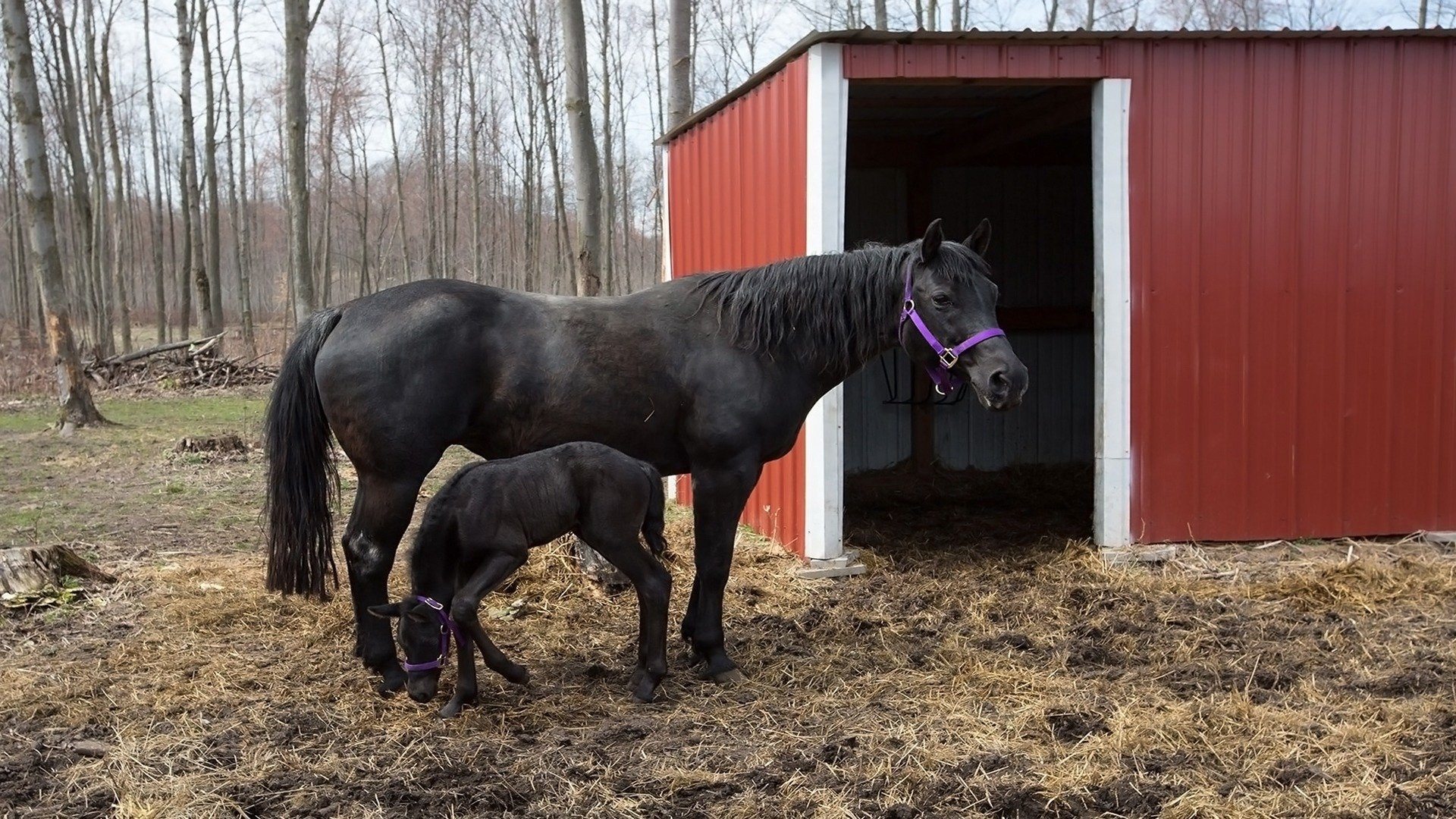 The Incredible Dr. Pol