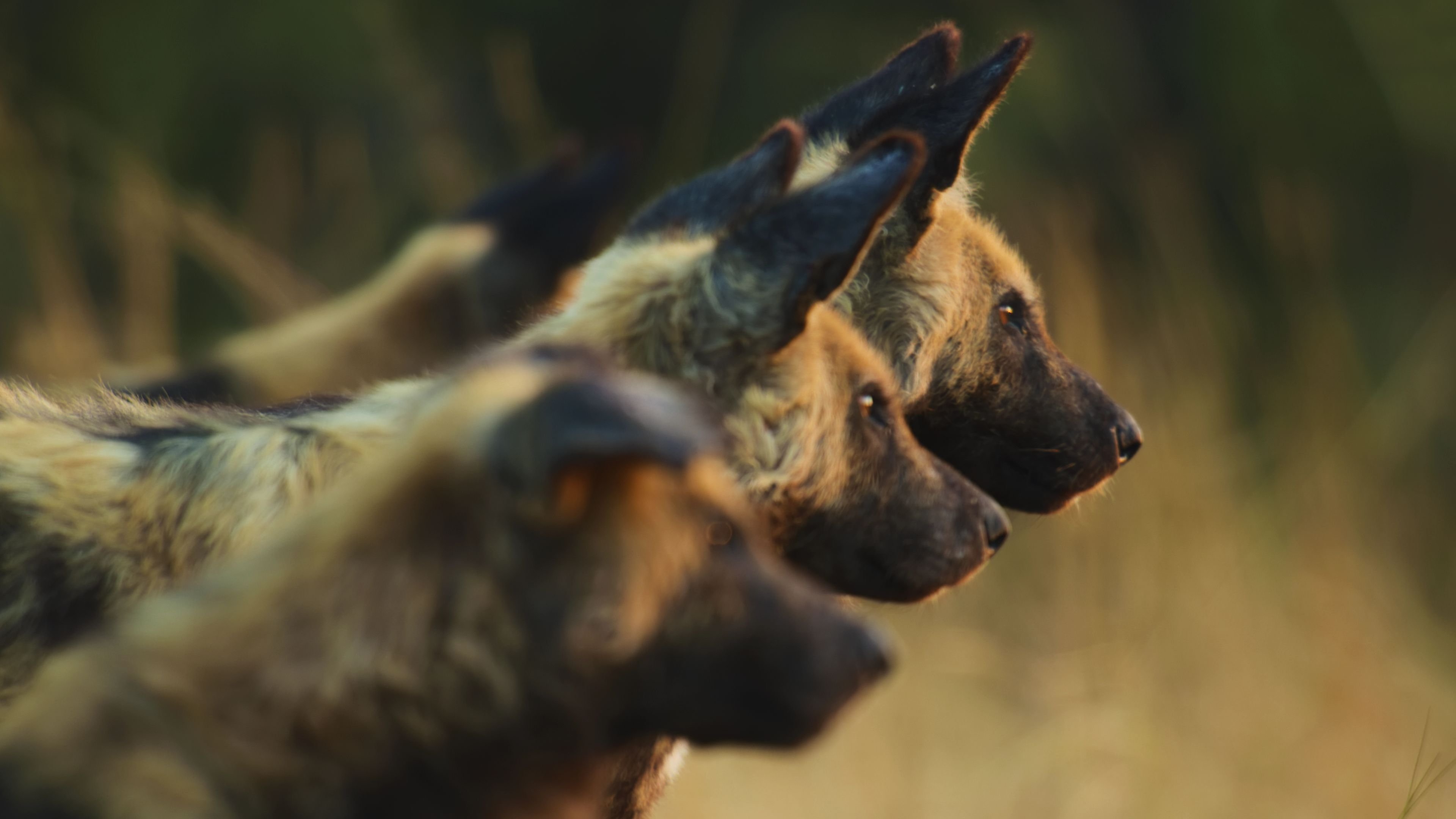 Animals Up Close with Bertie Gregory