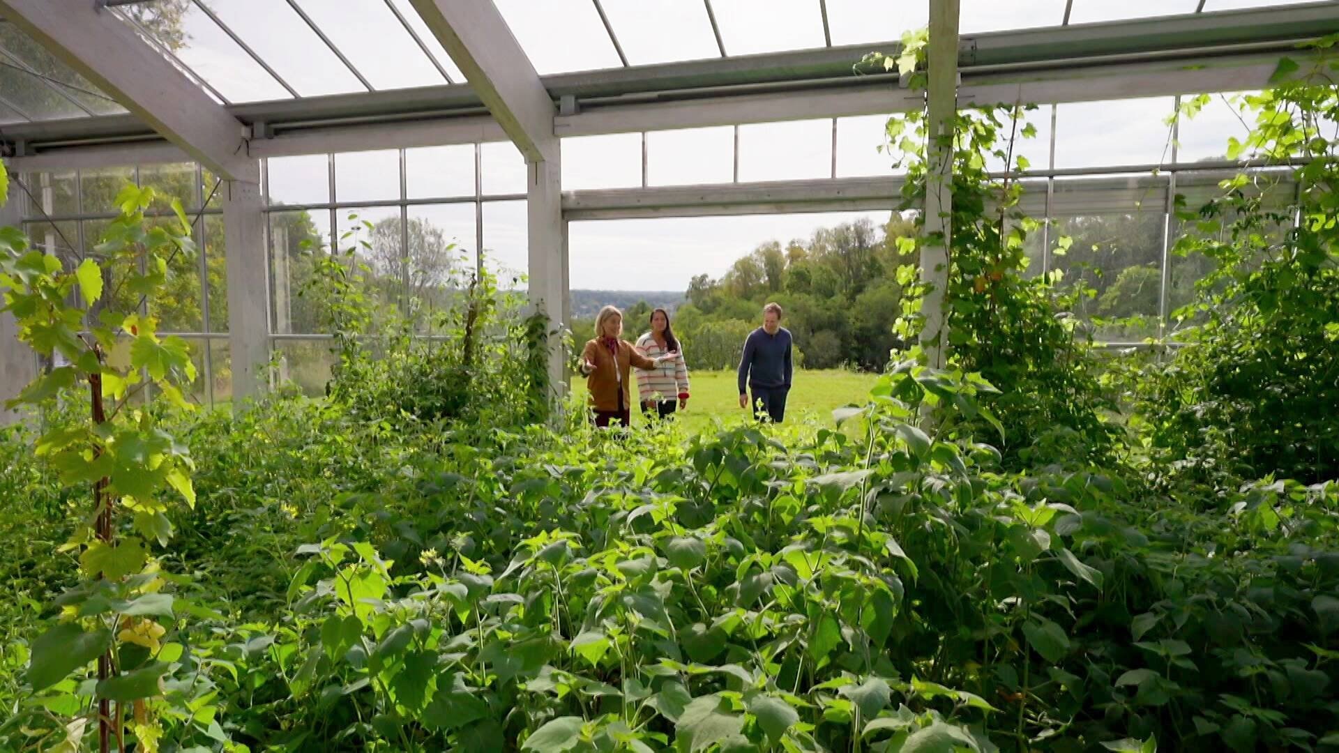 Drömträdgården - Épisode 5