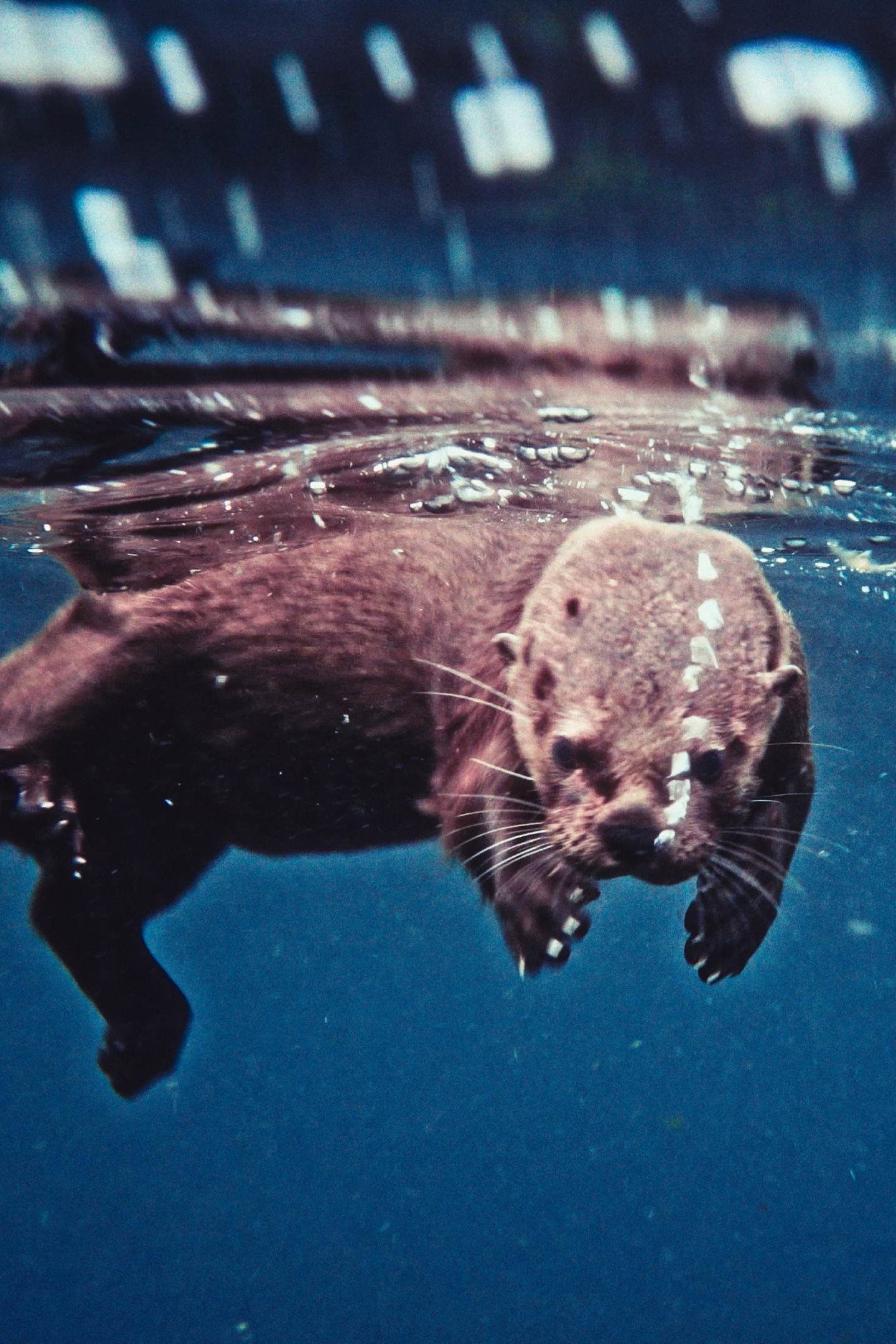 Day of sacrifice