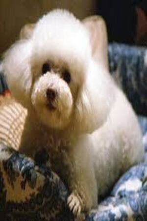 Profile Darla with character Ratty Poodle